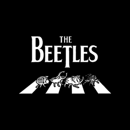 Fotonášivka BEETLES