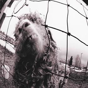 Fotonášivka PEARL JAM - Vs.